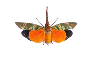 Beautifully Insect colored Pyrops spinolae lanternflies, Fulgorid bug, Lantern bug or Lanternfly isolated on white background can be found throughout Lampang Thailand. clipart