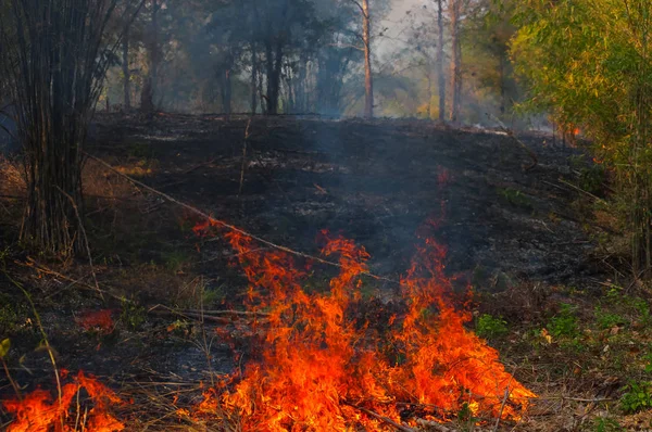 Incendio Forestal Incendio Ardiente Árbol Color Rojo Naranja Por Tarde — Foto de Stock