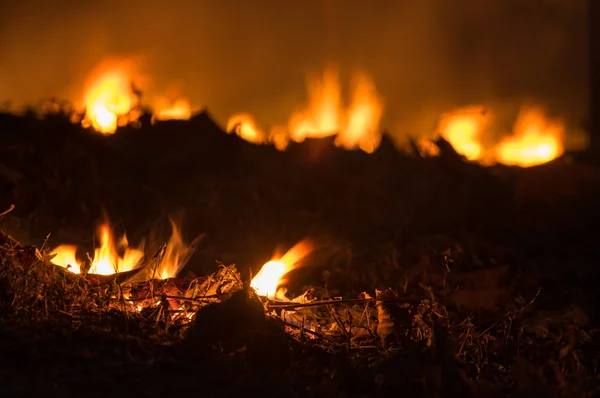 Erdőtűz Wildfire Égő Piros Narancssárga Színű Éjjel Erdőben Éjszaka Észak — Stock Fotó