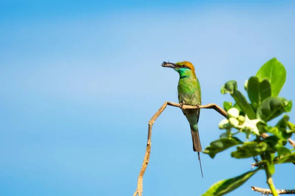 Beautiful Blue Tailed Bee Eater Mouth Insects Dry Branches Meadow — Stock Photo, Image