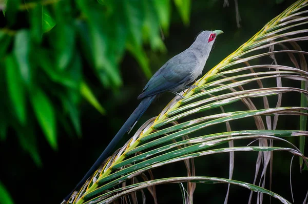 Green Billed Malkoha Branch Coconut Leaves — Stock Photo, Image