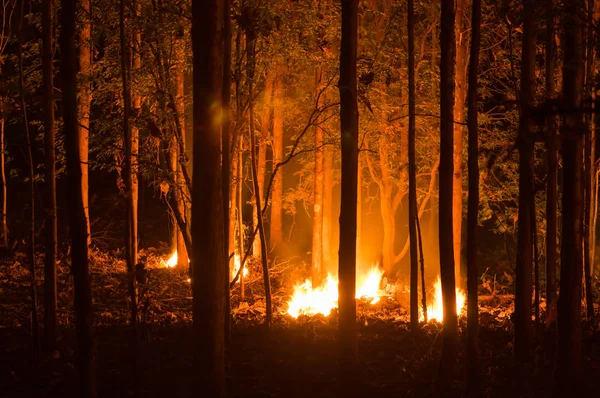 Lesní Požár Oheň Hořící Strom Červené Oranžové Barvy Noci Lese — Stock fotografie