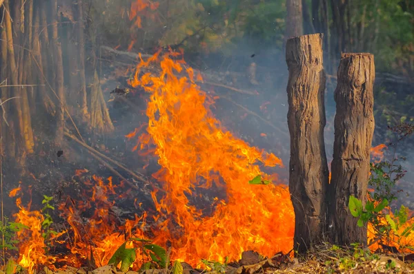 Erdő Tűz Wildfire Égő Piros Narancs Befest Délután Erdő Füst — Stock Fotó