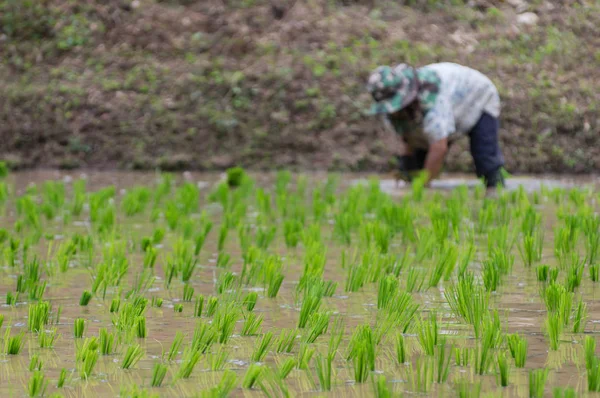 Люди Висаджують Рисові Рослини Органічних Рисових Полях — стокове фото