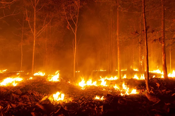 Forest fire, Wildfire burning tree in red and orange color at night in the forest at night,  North Thailand.