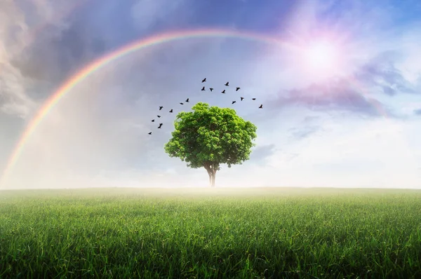 Regenboog Regen Lucht Rond Prachtige Groene Weide Met Eenzame Boom — Stockfoto