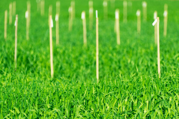 Young leaves of rice in experimental plot Northern Thailand, Plant Variety Trial to Improve Plant Disease Resistance.