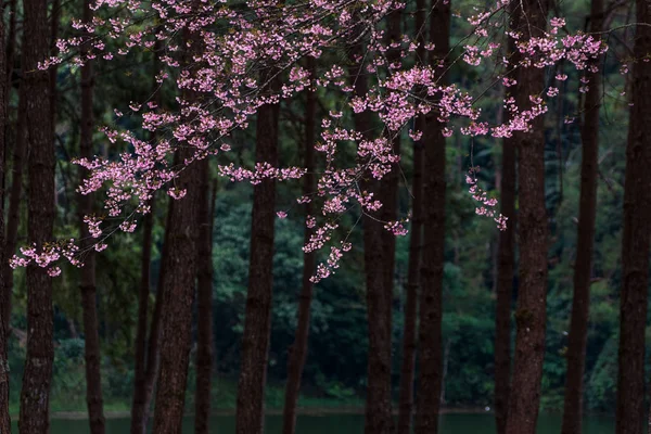 Soft Focus Beautiful Cherry Blossom Prunus Cerasoides Thailand Spring Background — 图库照片