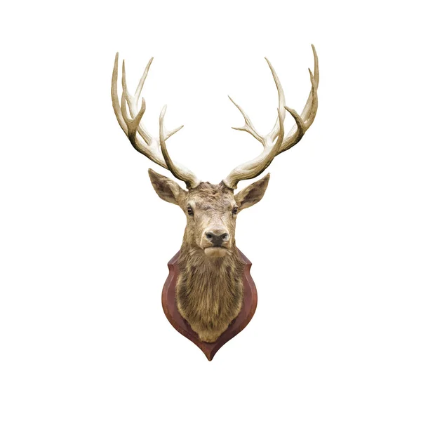 Stuffed Deer Head Isolated White Clipping Path — Stock Photo, Image