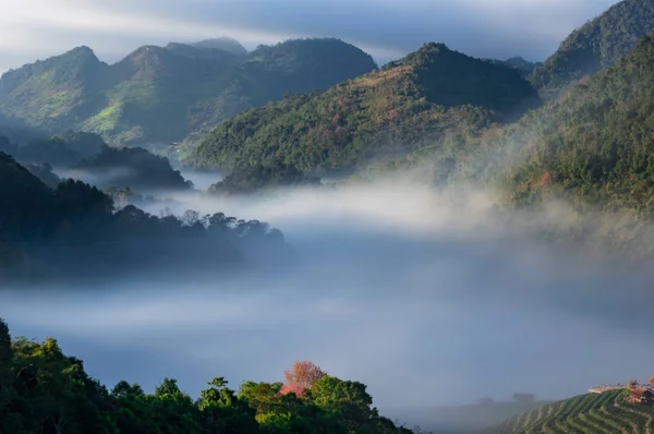 Soft Focus Beautiful Mountain Landscape Morning Mist Tea Farm Ang — Stock Photo, Image