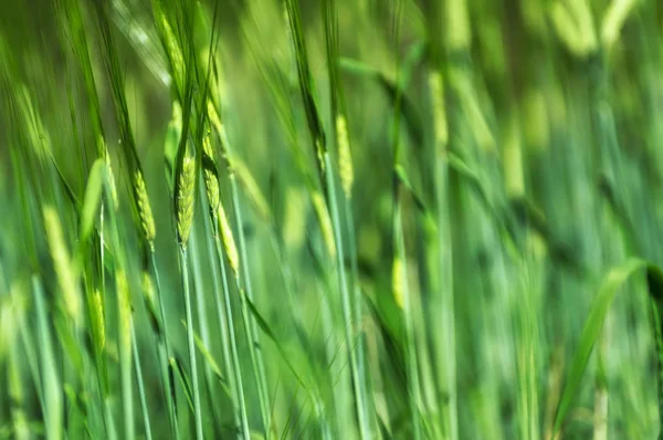 Молодые Листья Пшеницы Экспериментальном Участке Северный Таиланд Растительный Сорт Испытания — стоковое фото