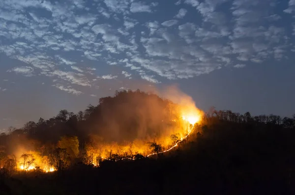 Lesní Požár Oheň Hořící Strom Červené Oranžové Barvy Noci Lese — Stock fotografie
