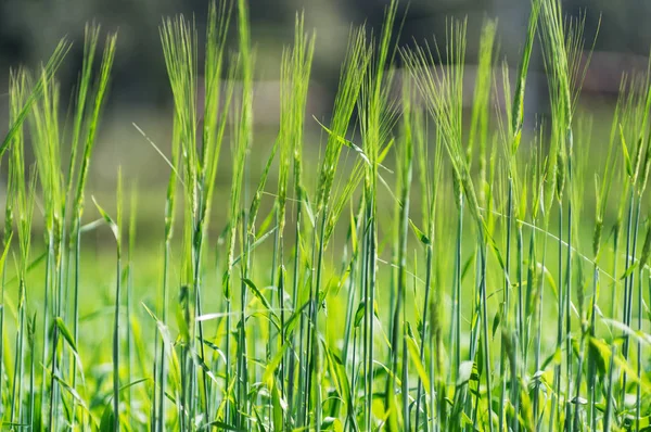 Junge Weizenblätter Versuchsparzelle Nordthailand Sortenversuch Zur Verbesserung Der Resistenz Gegen — Stockfoto