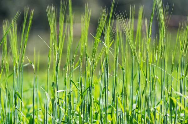 Hojas Jóvenes Trigo Parcela Experimental Norte Tailandia Ensayo Variedades Vegetales — Foto de Stock