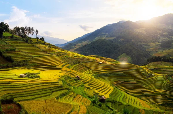 Reisfelder Auf Terrassen Von Cang Chai Yenbai Vietnam Reisfelder Bereiten lizenzfreie Stockbilder