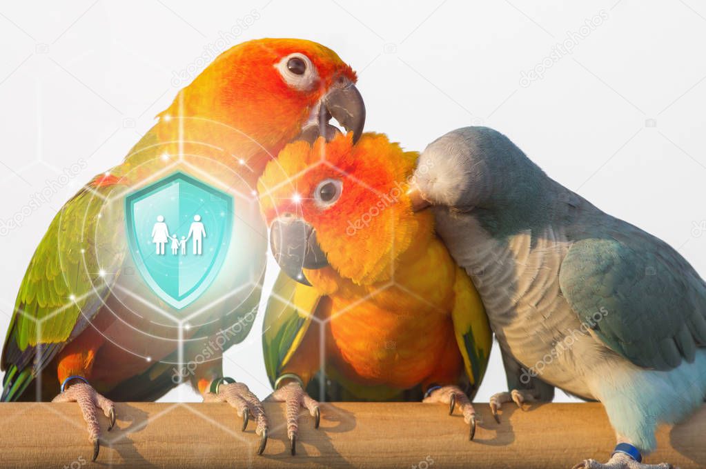 Life insurance, Shield protection family on virtual screen against Family Sun Conure Parrot on backdrop, Concept of insurance, Online insurance digital technology.