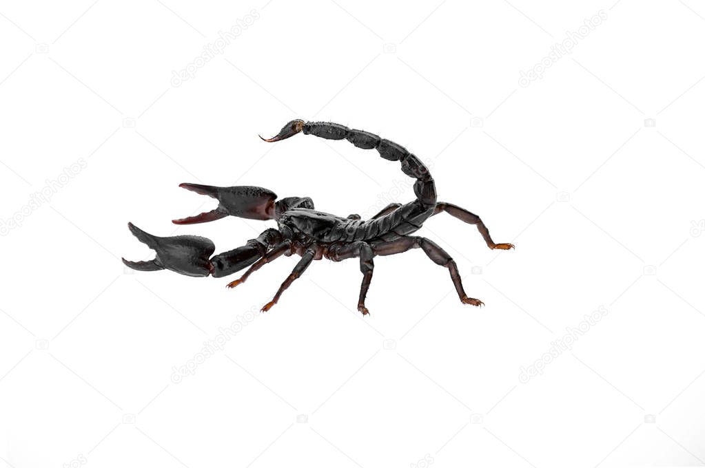 Heterometrus laoticus or scorpion isolate on white background.