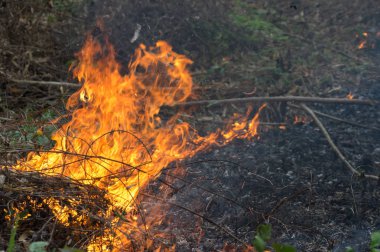 Orman Yangın, orman yangını öğleden sonra kırmızı ve turuncu renge sahip duman ve alevler yanan ağacında. çevre kirliliği, Kuzey Tayland.