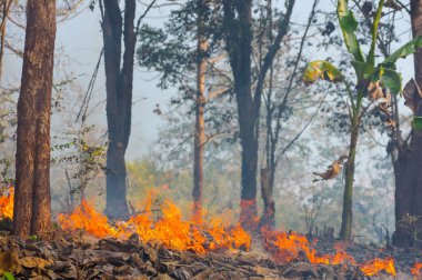 Orman Yangın, orman yangını öğleden sonra kırmızı ve turuncu renge sahip duman ve alevler yanan ağacında. çevre kirliliği, Kuzey Tayland.