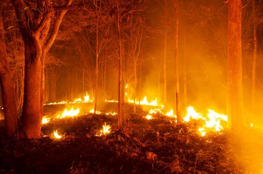 Orman yangını, ağaç kırmızı ve turuncu renkte gece ormanda geceleri, Kuzey Tayland yanan orman yangını.