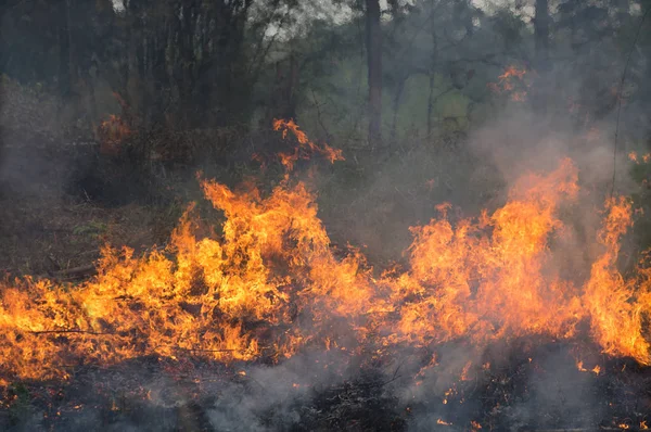 Лісовий Вогонь Лісова Пожежа Спалювання Дерево Червоно Помаранчевий Колір Другій — стокове фото