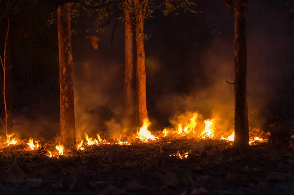 Bosbrand Wildvuur Branden Boom Rood Oranje Kleur Bij Nacht Het — Stockfoto