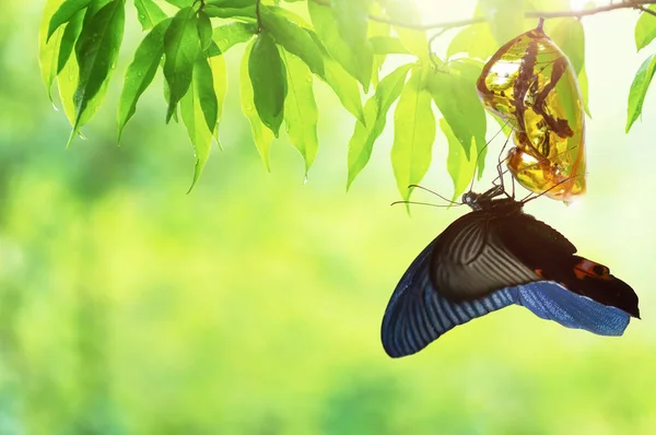 Kelebek değişiminin harika bir anı, krizalit..