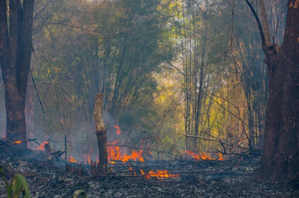 Feu Forêt Arbre Brûlant Rouge Orange Dans Après Midi Dans — Photo