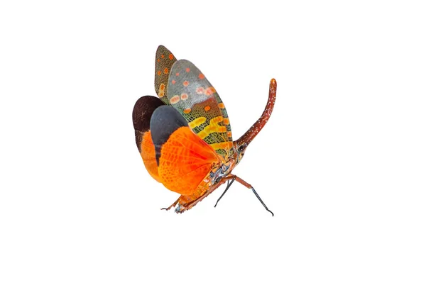 美しく虫色 Pyrops Spinolae Lanternflies Fulgorid のバグ ランタン バグまたは Lanternfly 白い背景で隔離はランパーン — ストック写真