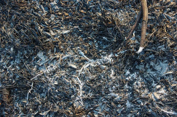Die Asche Der Blätter Wird Nach Einem Waldbrand Verbrannt Einem — Stockfoto