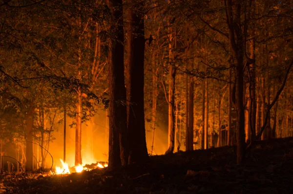 Skovbrand Løbeild Brændende Træ Rød Orange Farve Natten Skoven Natten - Stock-foto