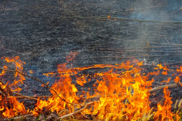 Incendio Forestal Incendio Ardiente Árbol Color Rojo Naranja Por Tarde — Foto de Stock