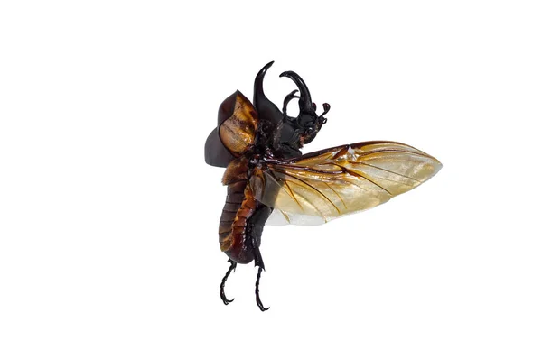 カブトムシや白い背景 頭の上の昆虫の角 黒または光沢のあるブラウン Dynastinae — ストック写真