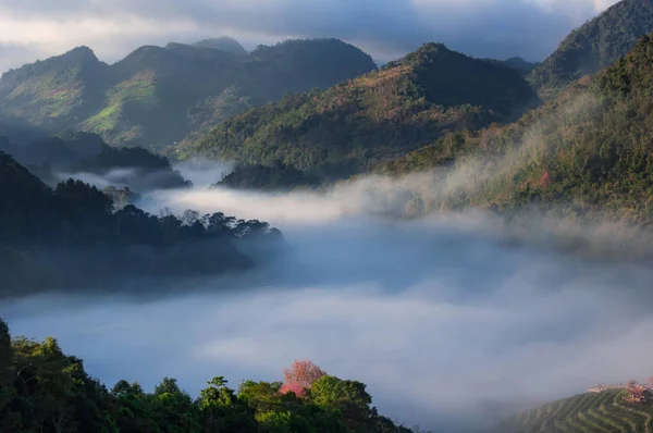 Насыщенный Фокус Горный Пейзаж Утренним Туманом Ниже Находится Чайная Ферма — стоковое фото