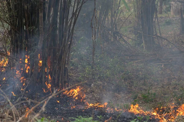 Erdő Tűz Wildfire Égő Piros Narancs Befest Délután Erdő Füst — Stock Fotó