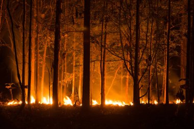Orman yangını, ağaç kırmızı ve turuncu renkte gece ormanda geceleri, Kuzey Tayland yanan orman yangını.
