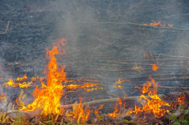 Forest fire, Wildfire burning tree in red and orange color at afternoon in the forest with smoke and flames. pollution,  North Thailand. clipart