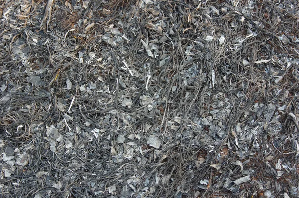 Cinzas Das Folhas São Queimadas Após Incêndio Florestal Árvore Ardente — Fotografia de Stock