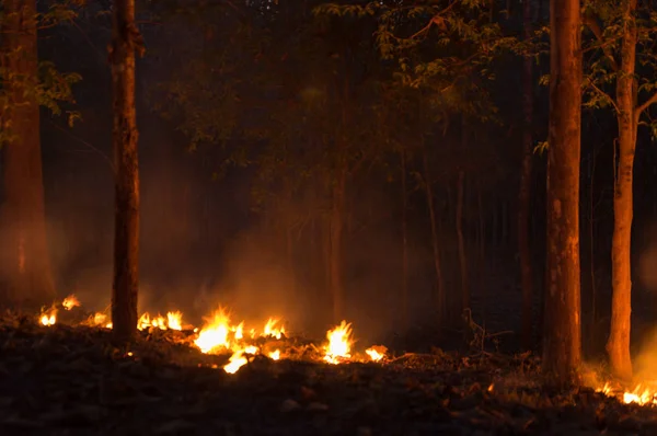 Bosbrand Wildvuur Branden Boom Rood Oranje Kleur Bij Nacht Het — Stockfoto