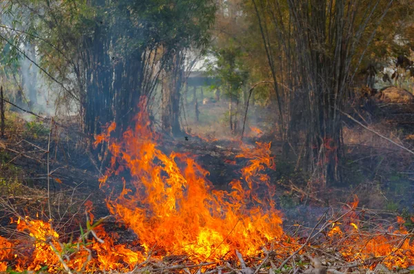 Forest fire, Wildfire burning tree in red and orange color at afternoon in the forest with smoke and flames. pollution,  North Thailand.