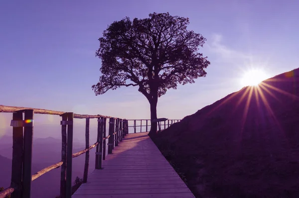 Silhouette Lonely Tree Scenic Landscape High Mountains Evening Top Viewpoint — Stock Photo, Image