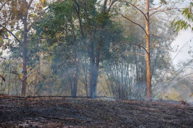 Orman Yangın, orman yangını öğleden sonra kırmızı ve turuncu renge sahip duman ve alevler yanan ağacında. çevre kirliliği, Kuzey Tayland.