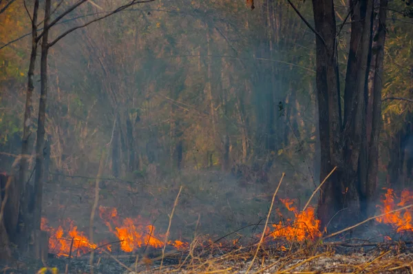 Erdő Tűz Wildfire Égő Piros Narancs Befest Délután Erdő Füst — Stock Fotó