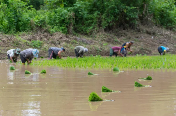 Gente Plantando Plantas Arroz Campos Arroz Orgánicos — Foto de Stock