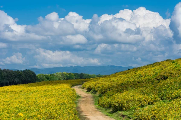 View Natural Scenery Tung Bua Tong Mexican Sunflower Field Mae — Stock Photo, Image