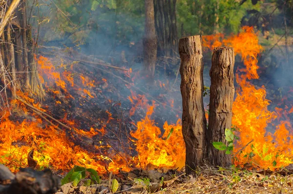 Erdő Tűz Wildfire Égő Piros Narancs Befest Délután Erdő Füst — Stock Fotó