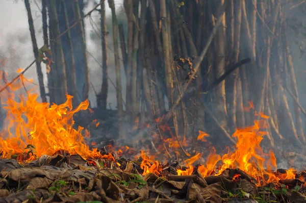 Δάσος Φωτιά Πυρκαγιά Καίγοντας Δέντρο Κόκκινο Και Πορτοκαλί Χρώμα Στο — Φωτογραφία Αρχείου