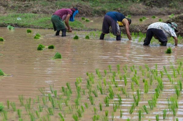 People Planting Rice Plants Organic Rice Fields — Stock Photo, Image