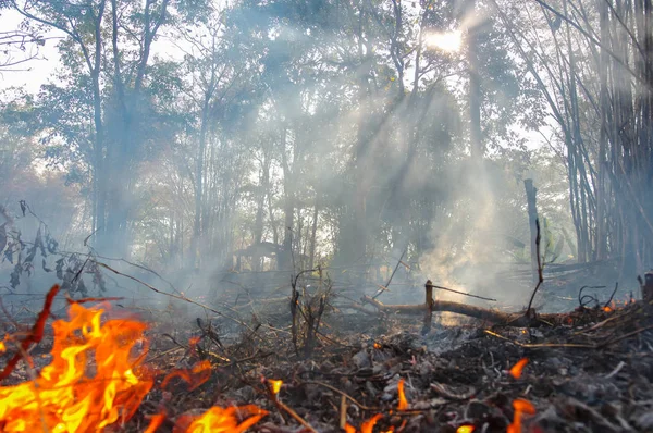 Erdő Tűz Wildfire Égő Piros Narancs Befest Délután Erdő Füst — Stock Fotó