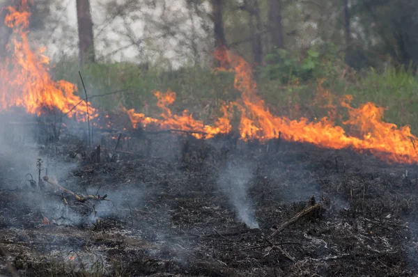 Lesní Požár Oheň Hořící Stromy Červené Oranžové Barvy Lese Kouře — Stock fotografie